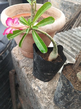 નર્સરી રોપ