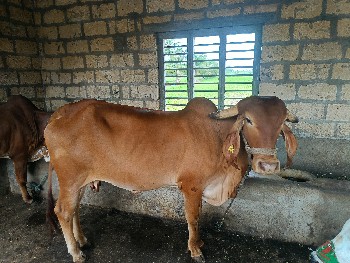 કપિલા ગીર વેચવાની છે