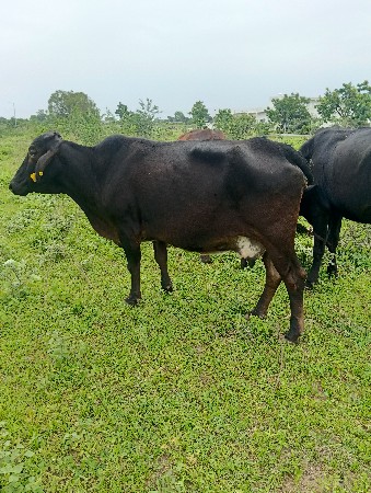 વીયાલ ગાય છે