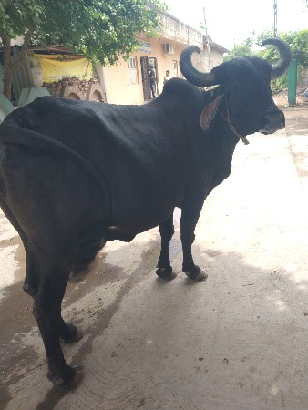 ગાય ભેસ ઓળખવાની છે