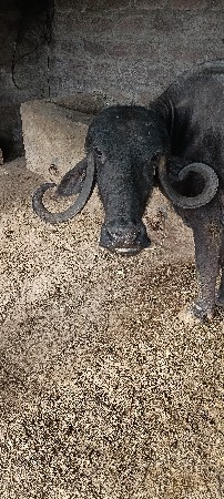 ભેંસ વેચવાની સે