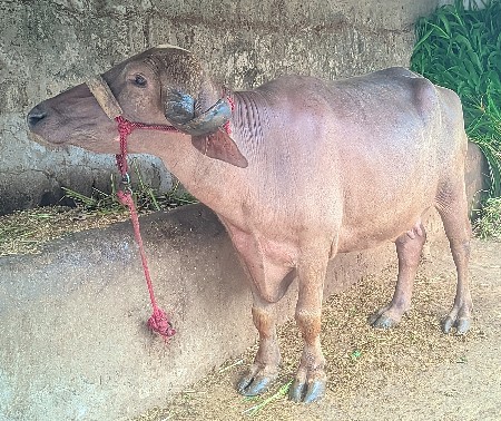 ભેંશ