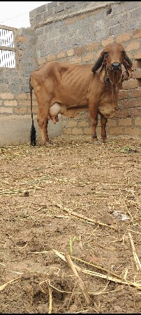 ગીર ગાય વેચવાની છે