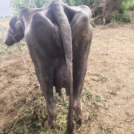 ભેંસ વેચવાની છે
