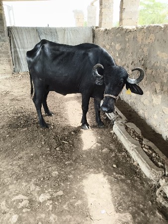khadeli vechavani che