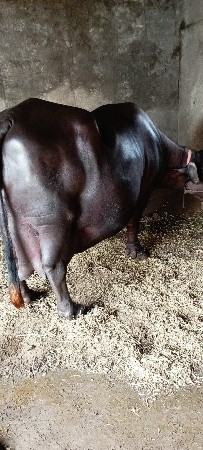 ભેંસ વેચવાની છે