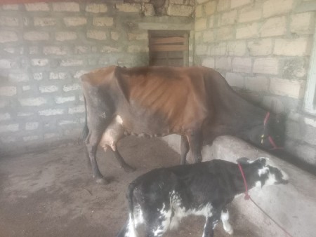 એસએફ ગાય વેચવાની છે