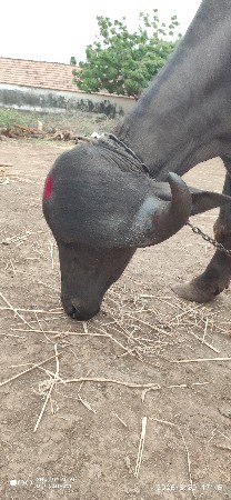 પાડો વેચવાનો છે