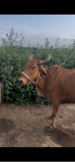 આ ગાય વેચવાની છે