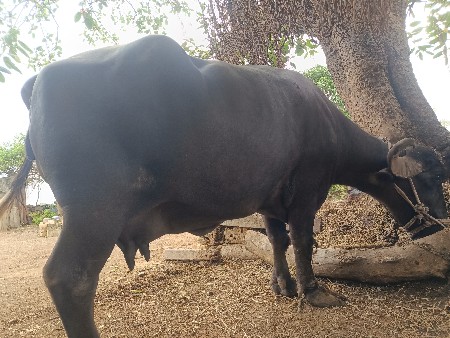 ભેંસ વેચવાની સે