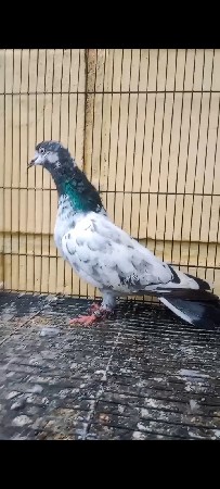 2 કબૂતર વેચ વાના છે
