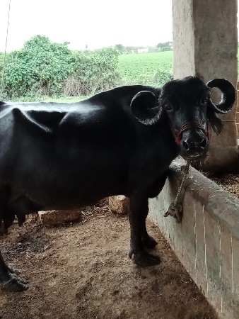 ભેંસ વેચવાની છે