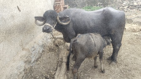 ભેંસ વેચવાની છે