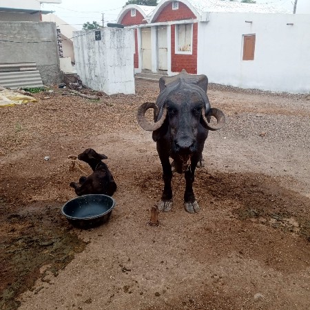 ભેંસ વેચવાની છે