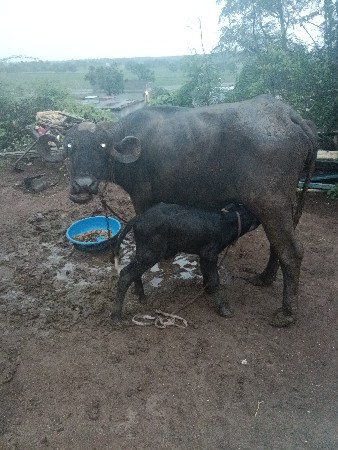 આખરેલી વેચવાની છે