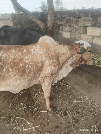 વાછરડી વેચવાની છે