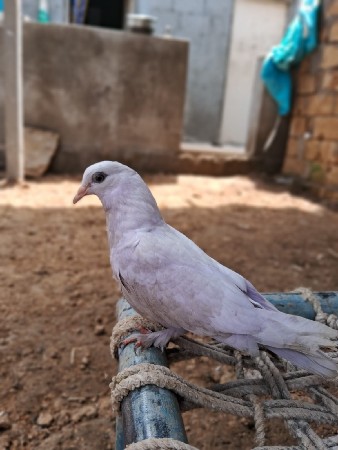 કબુતર વેચવાના છે નંગના 300