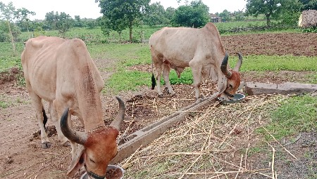 ગોઢલા