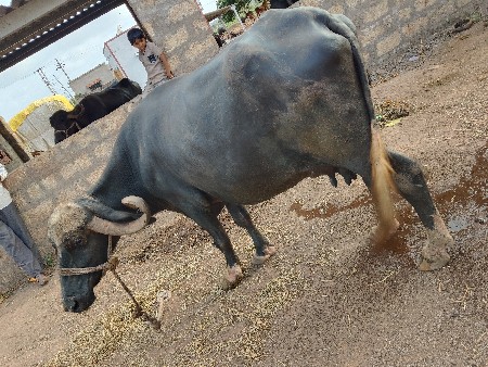 વેચવાની