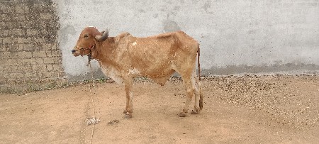 Junagarh Tahsil