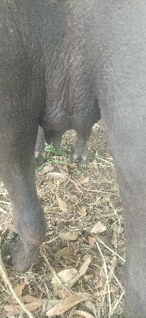 1 વેતર