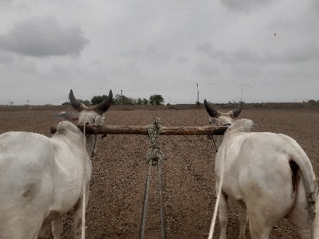 ગોઢલા
