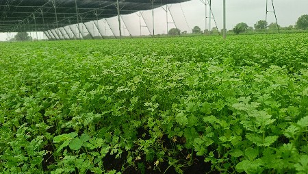 ધાણા ભાજી વેચવાની છે