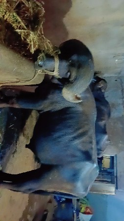 પાડો વેચવાનો છે