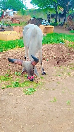 મારવા બેસવાની ફુલ જવાબદારીથી વેચવા