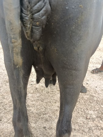 પેલું વેતર