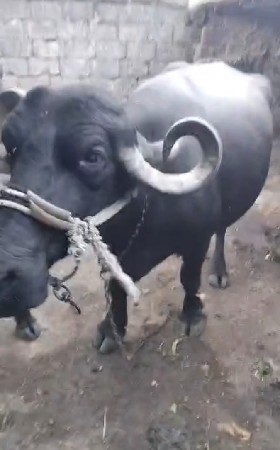 વેચવાની છે