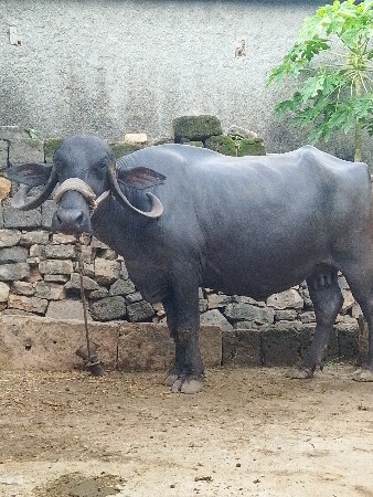 ખડેલી વેસવાની સે