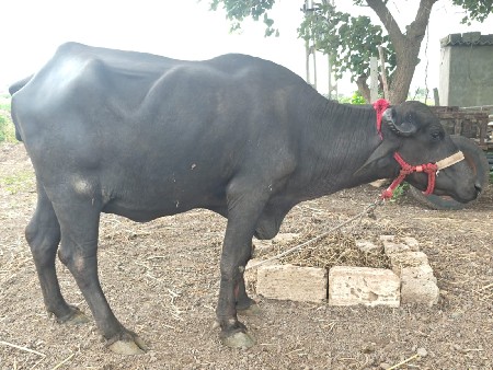 ખડેલી વેચવાની છે.