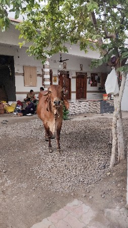 વેચવાની છે