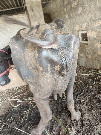 ગાભણી ભેસૂ વેચવાની છે
