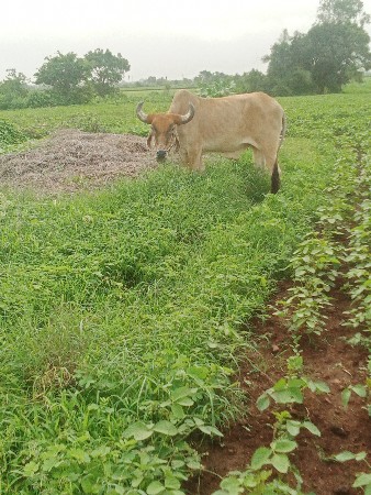 બણધ..2.વાવણી