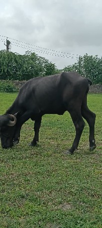 આ પાડી વેચવાની છે જાફરાબાદી છે