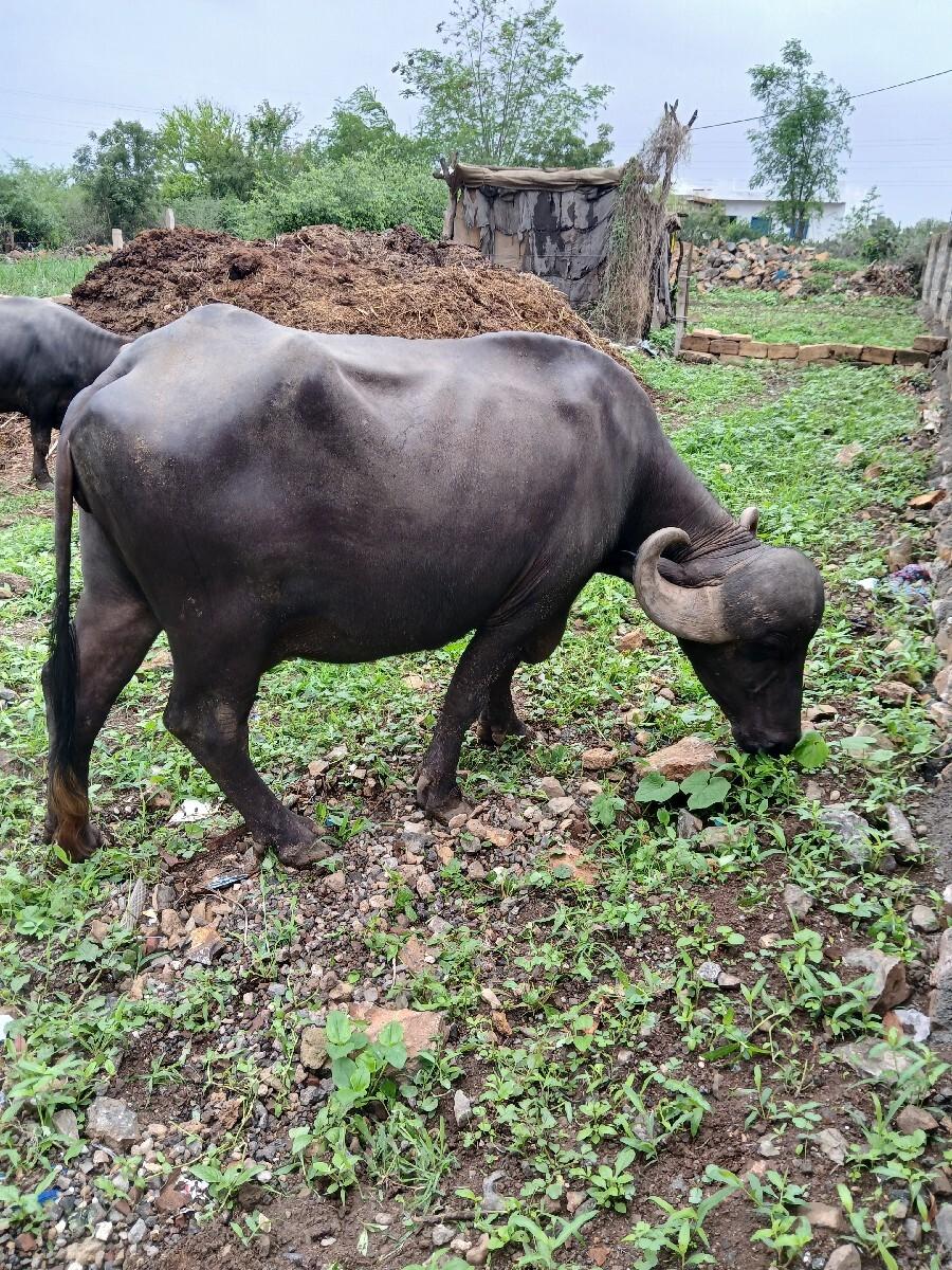 vechvani chhe