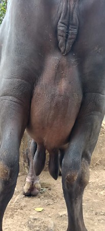 ભેંસ વેસવાની છે