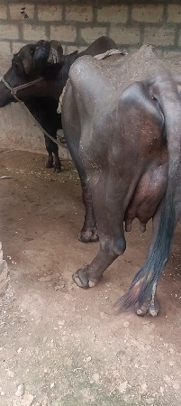 ભેંસ વેચવાની છે
