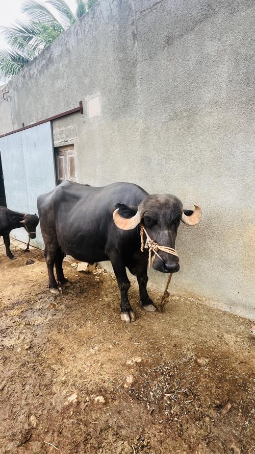ભેસ વેચવાની છે