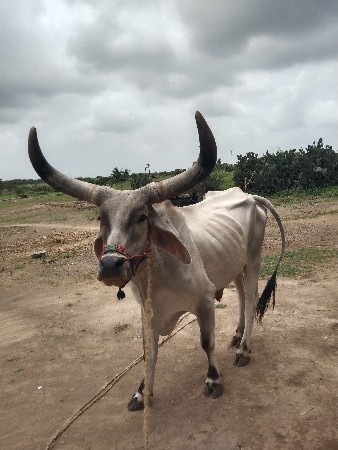 વેચવાનો