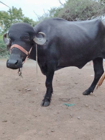 ચાર વરસ ની છે 
ચાર દાંત છે