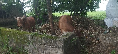 2 vavani vavela