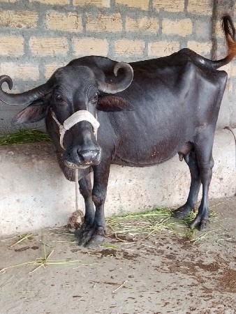 ભેંસ વેચવાની છે