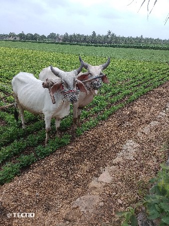 ગોઢલા વેચવાના છે