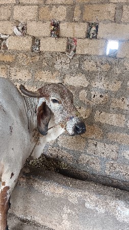 ગાય વેચવા ની છે