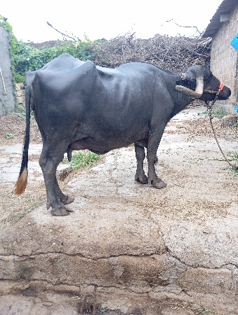 3 vetar