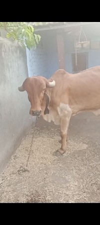 5 મહિના ની ગાભણ છે