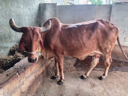 ગાય વેચવાની છે